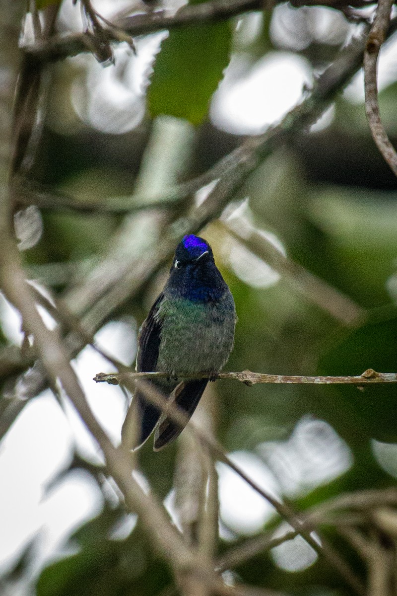 Violet-headed Hummingbird - ML612903659