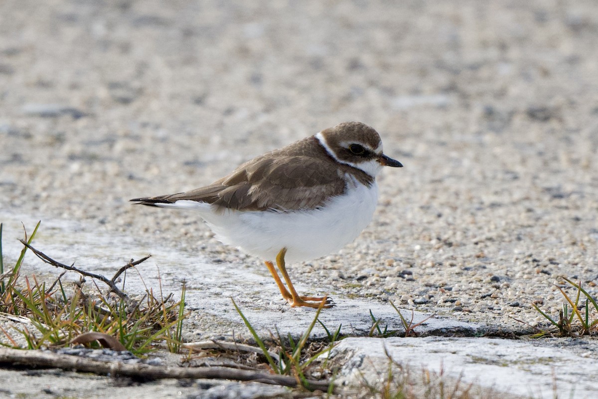 Semipalmated Plover - ML612903672