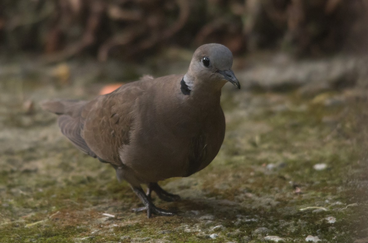 Red Collared-Dove - ML612903782