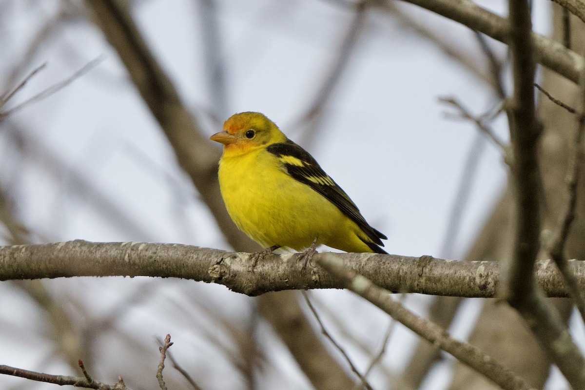 Western Tanager - ML612903975