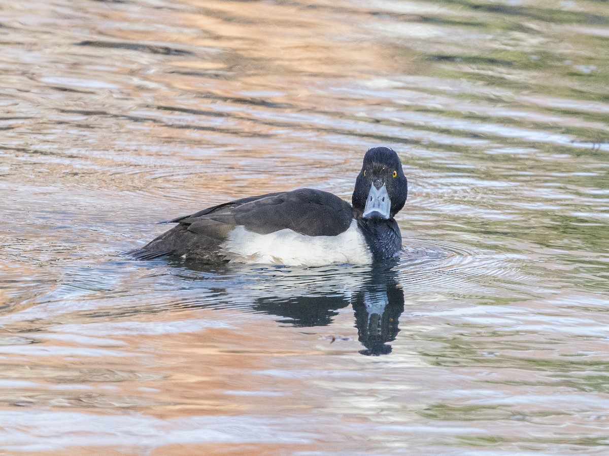 Tufted Duck - ML612904161