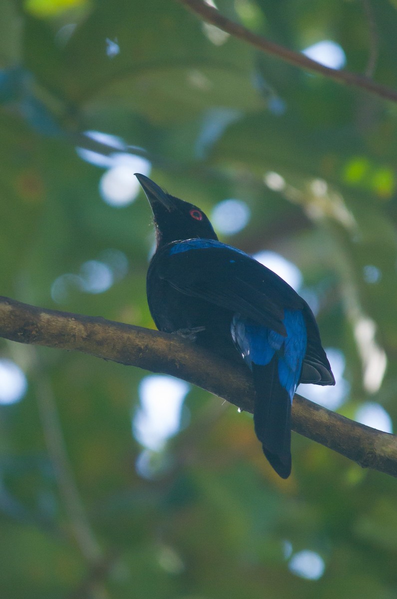 Asian Fairy-bluebird - Ikshan Ganpathi