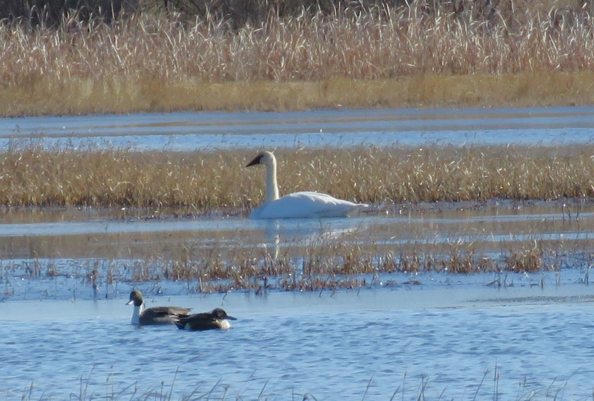 eBird Checklist 31 Dec 2023 Bosque del Apache NWR 50 species