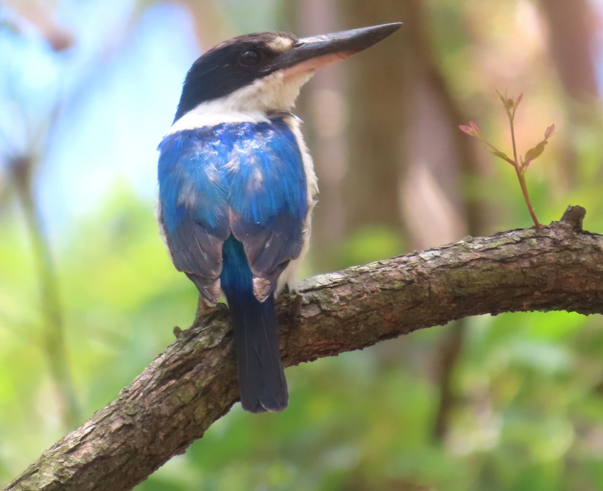 Forest Kingfisher - ML612904678