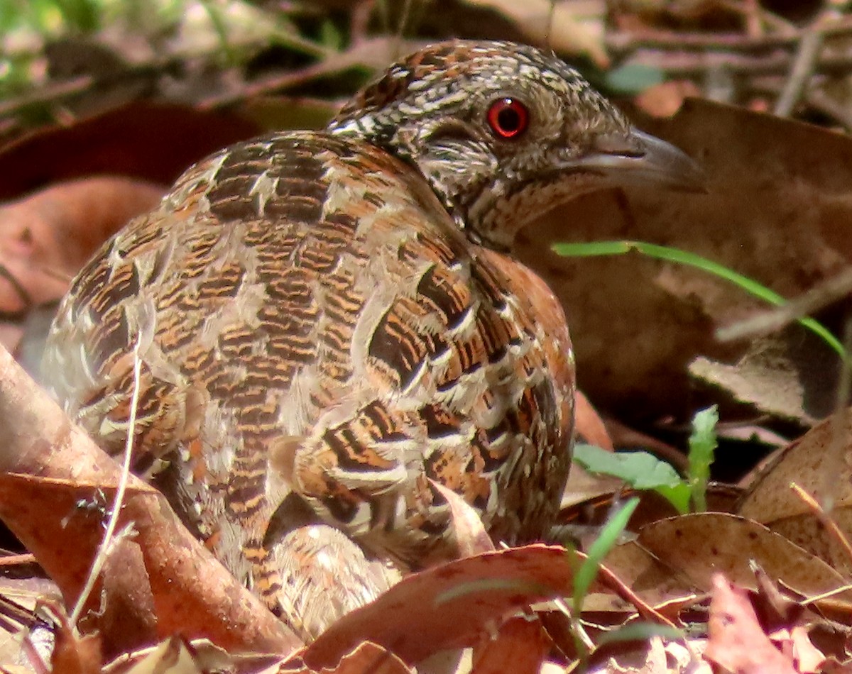 Painted Buttonquail - ML612904700