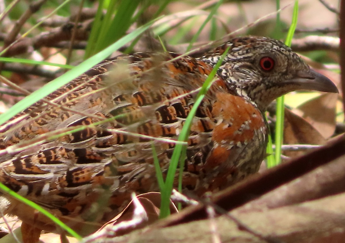 Painted Buttonquail - ML612904710