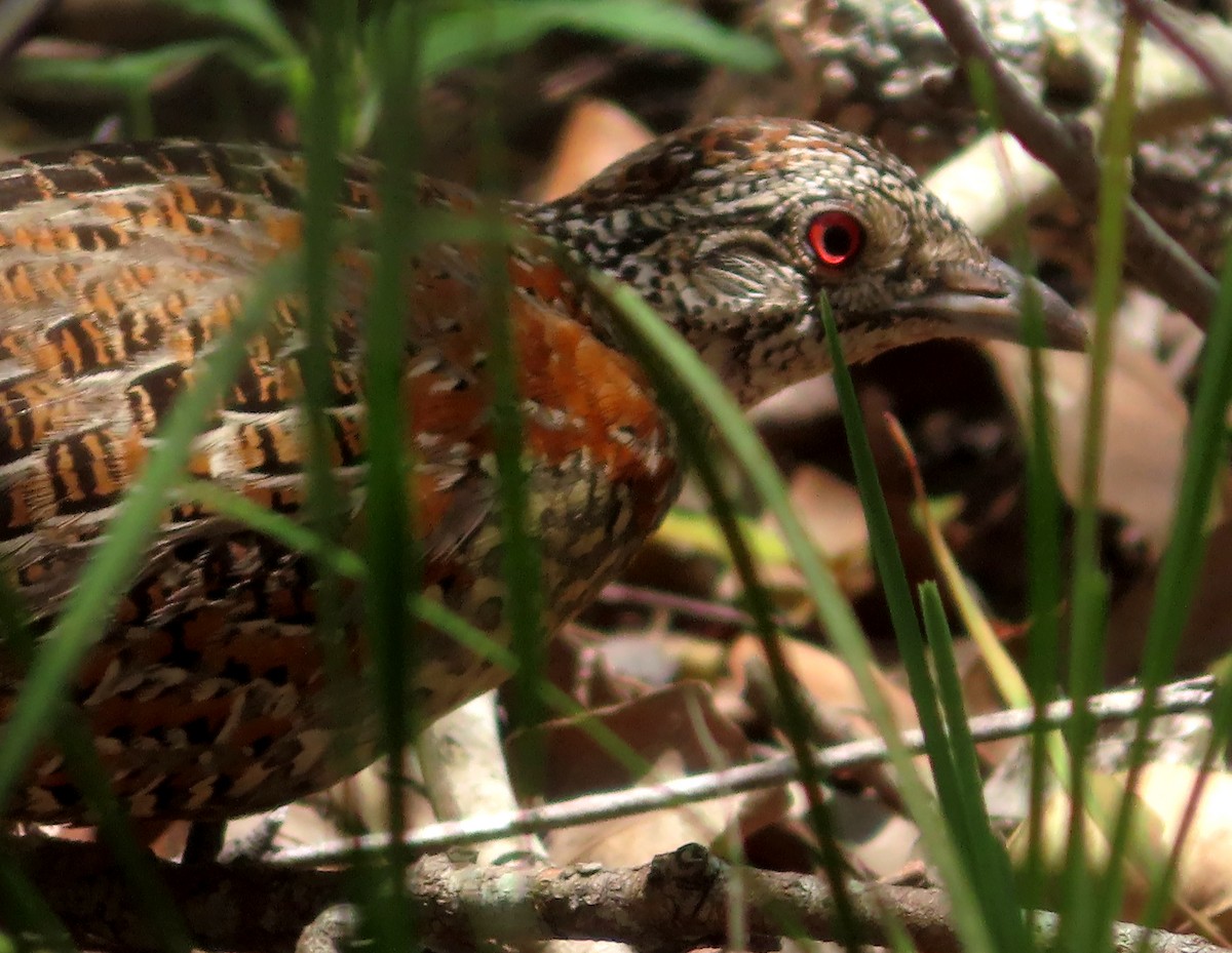 Painted Buttonquail - ML612904718