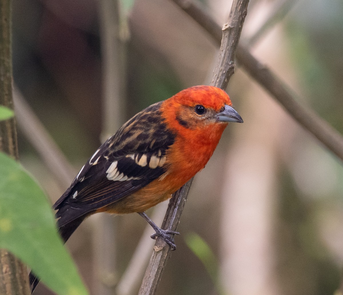 Flame-colored Tanager - ML612905177