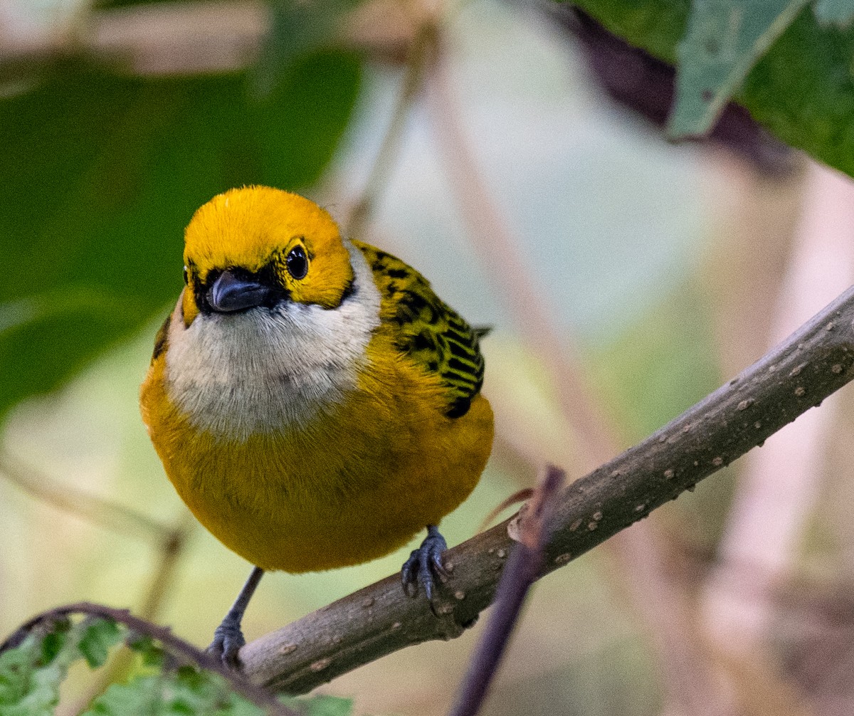 Silver-throated Tanager - ML612905193