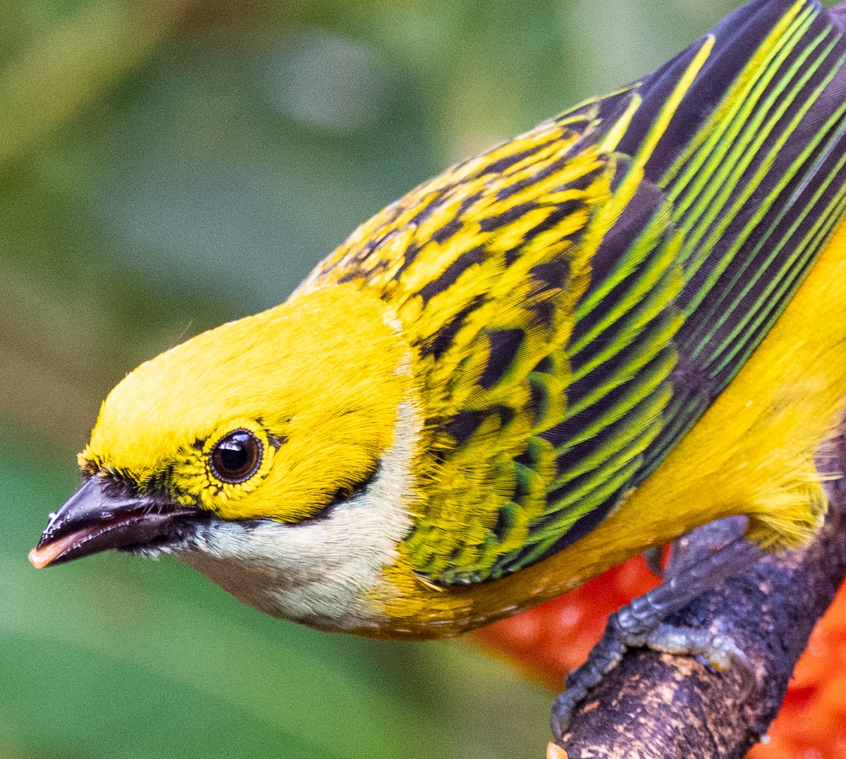 Silver-throated Tanager - ML612905194