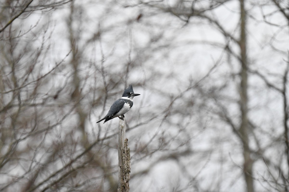 Belted Kingfisher - ML612905445