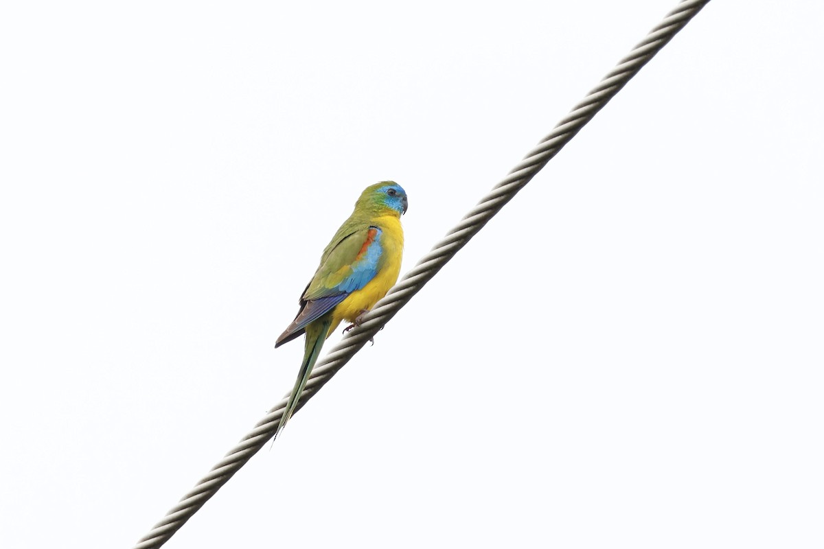 Turquoise Parrot - ML612905513
