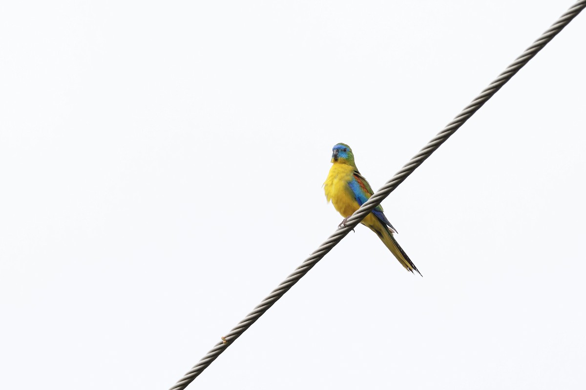 Turquoise Parrot - ML612905514
