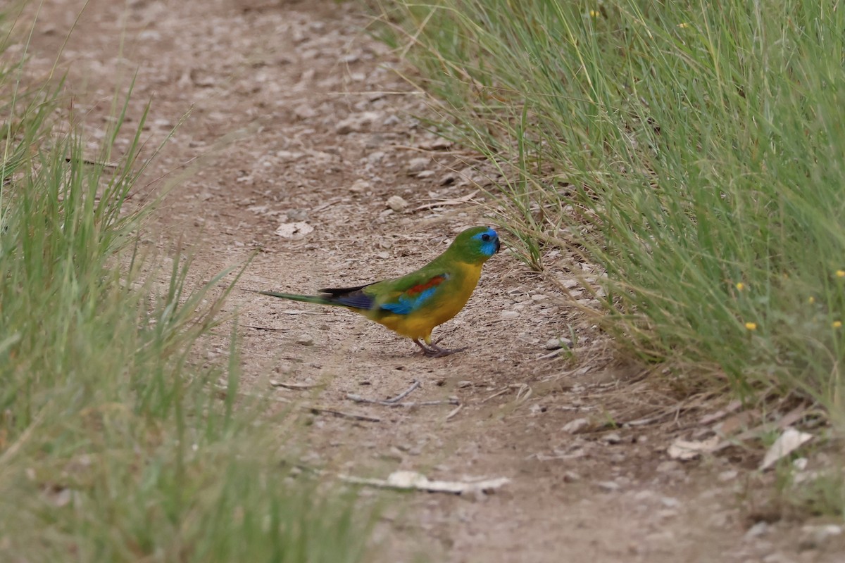 Turquoise Parrot - ML612905515