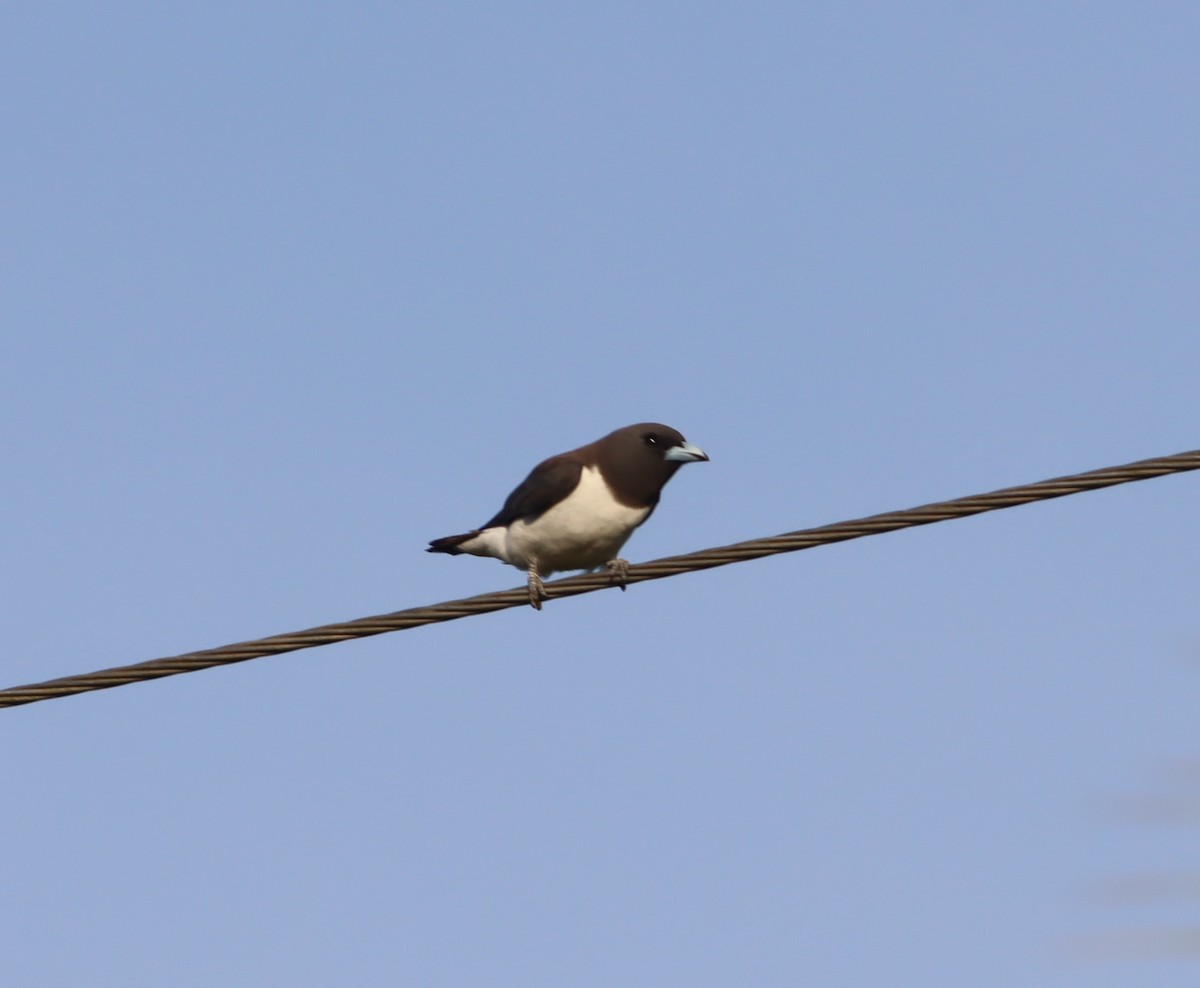 White-breasted Woodswallow - ML612905906