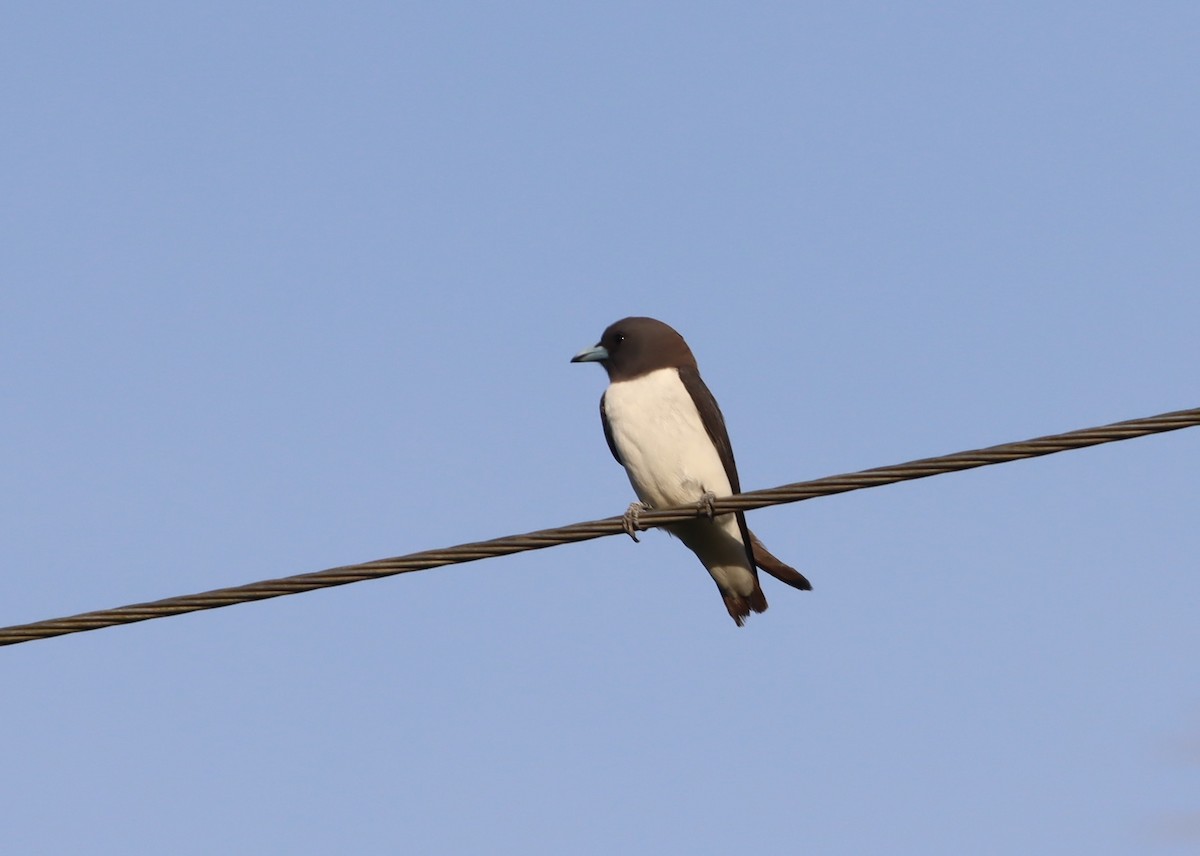 White-breasted Woodswallow - ML612905907
