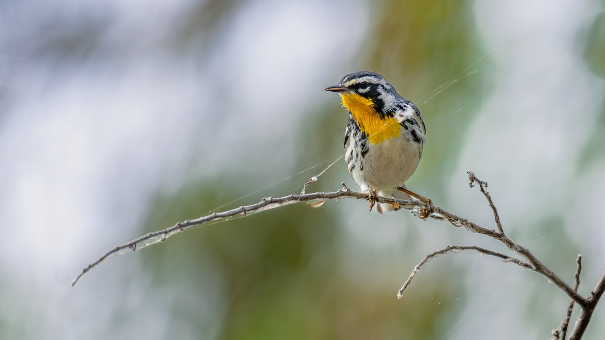 Yellow-throated Warbler - Daniel Pineda Vera