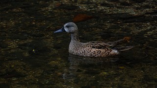 Blue-winged Teal, ML612906149
