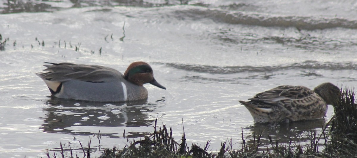 Green-winged Teal - ML612906170
