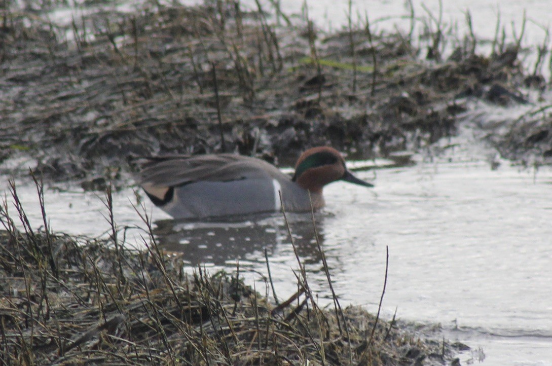 Green-winged Teal - ML612906195