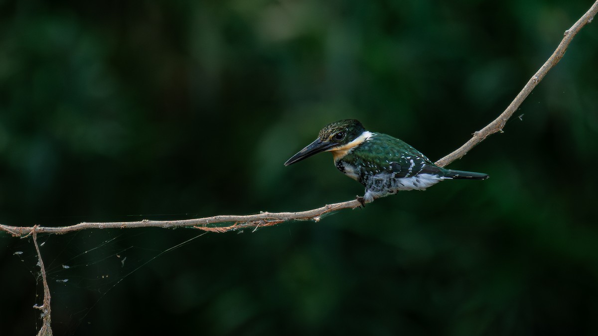 Green Kingfisher - Daniel Pineda Vera