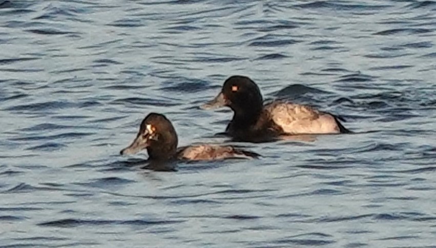 Greater Scaup - ML612906260