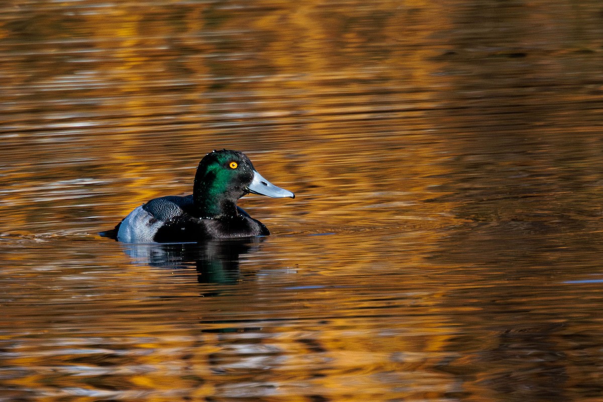 Greater Scaup - ML612906301