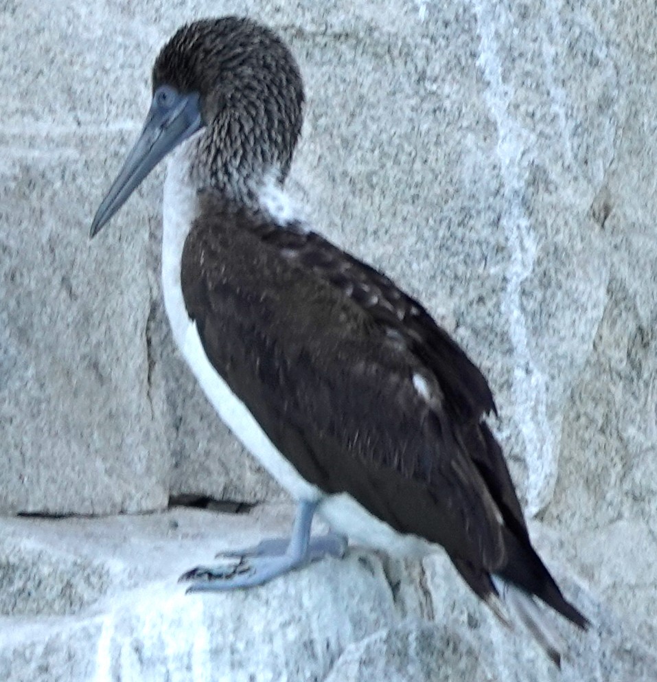 Blue-footed Booby - ML612906892