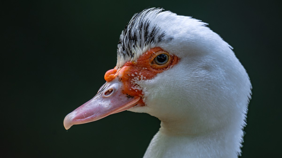 Muscovy Duck (Domestic type) - Daniel Pineda Vera