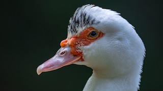 Muscovy Duck (Domestic type), ML612906908