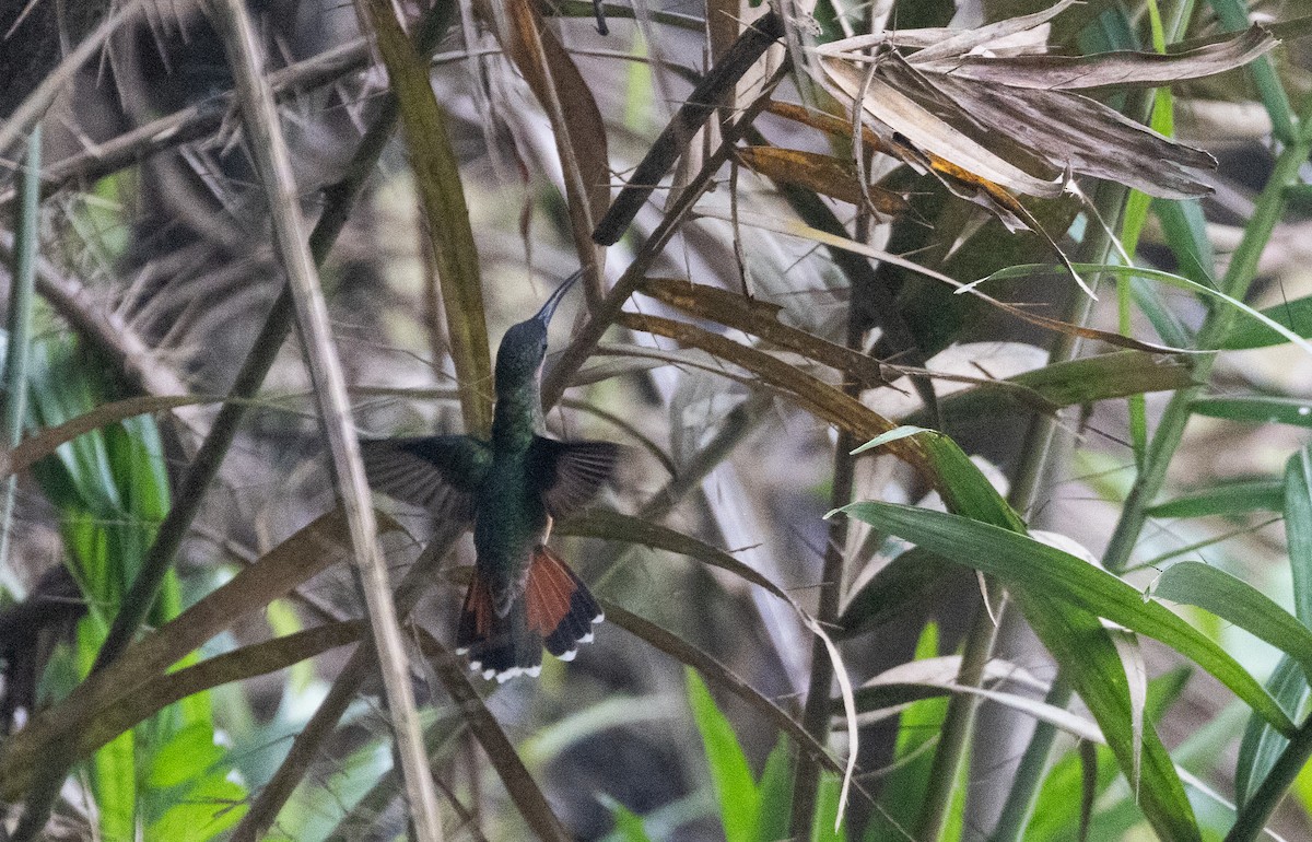Rufous-breasted Hermit - ML612907396