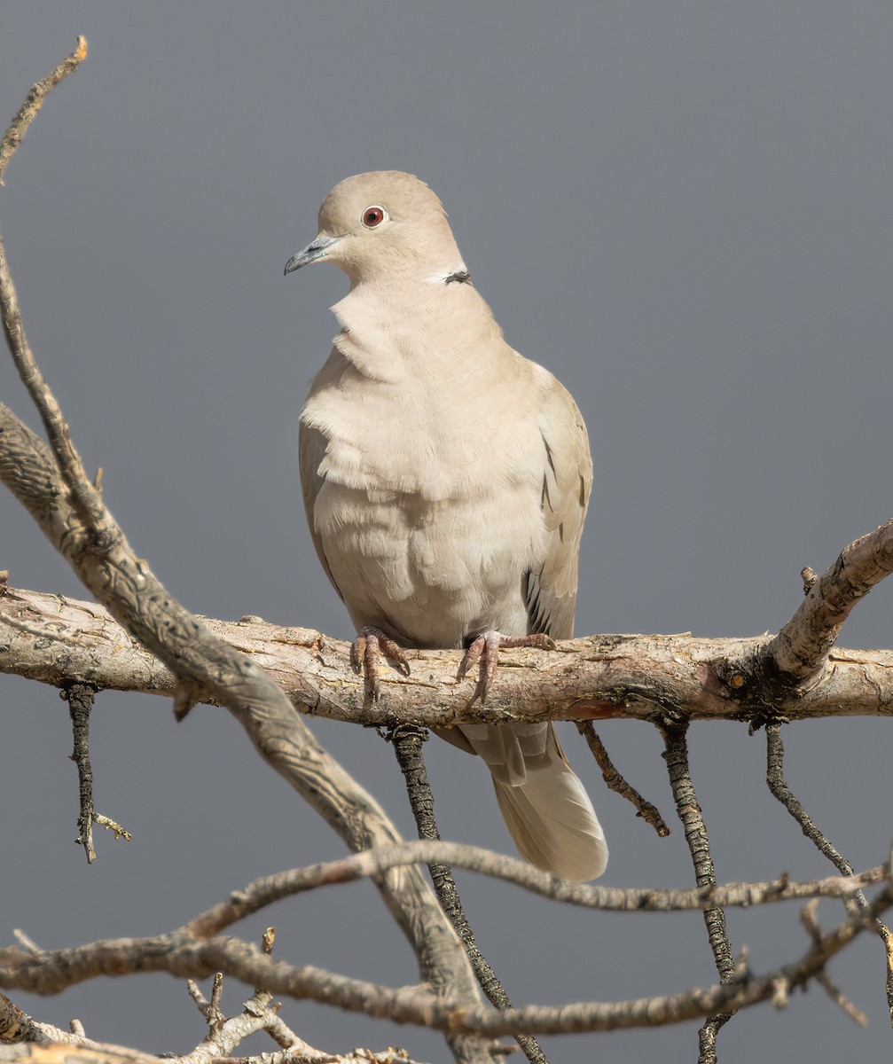 African Collared-Dove - ML612907543