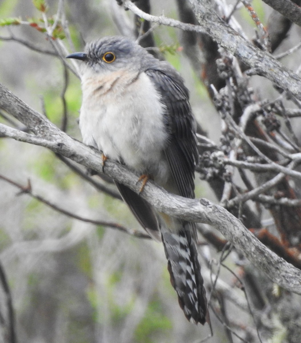 Fan-tailed Cuckoo - Chris Storrie