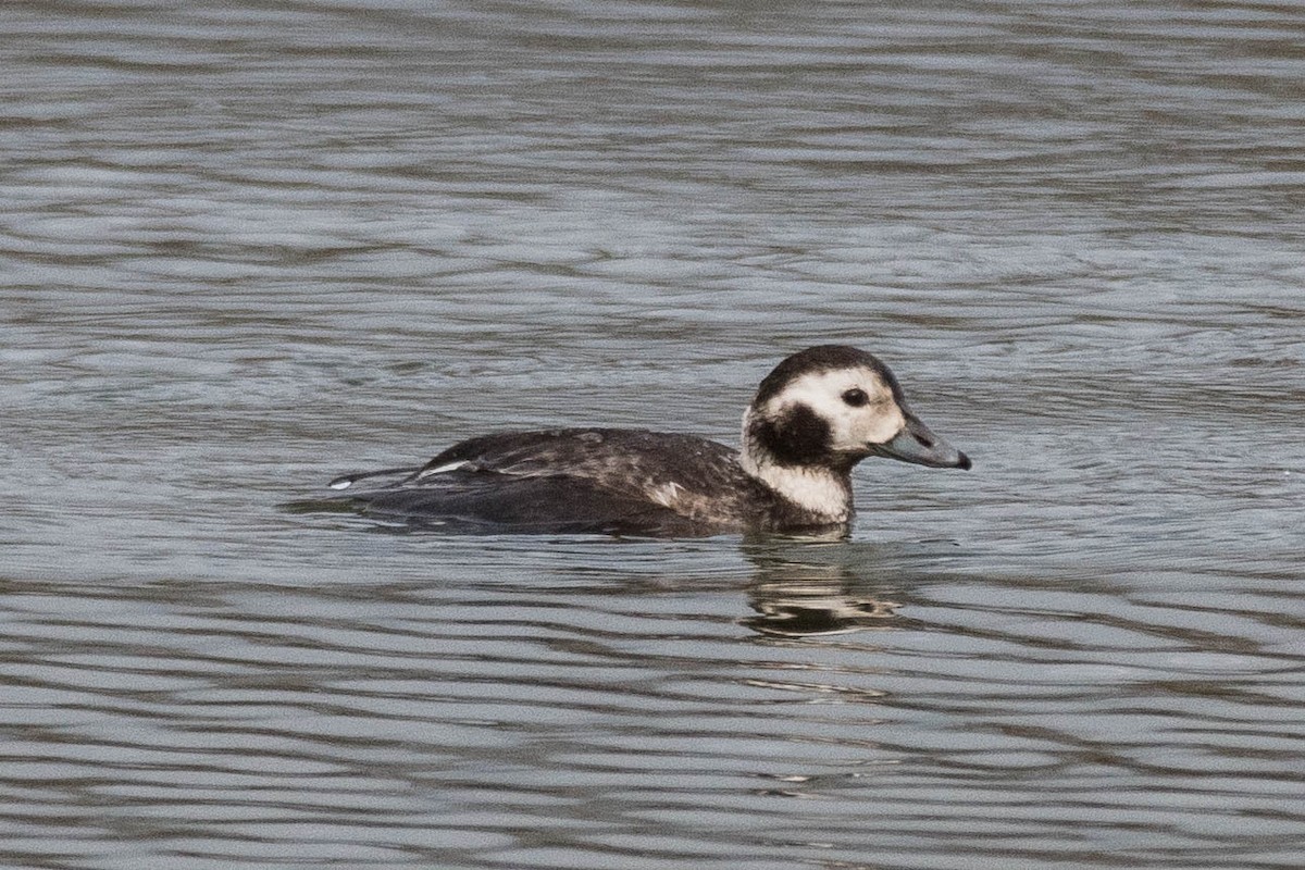 Long-tailed Duck - ML612908468