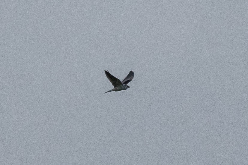 White-tailed Kite - ML612908485