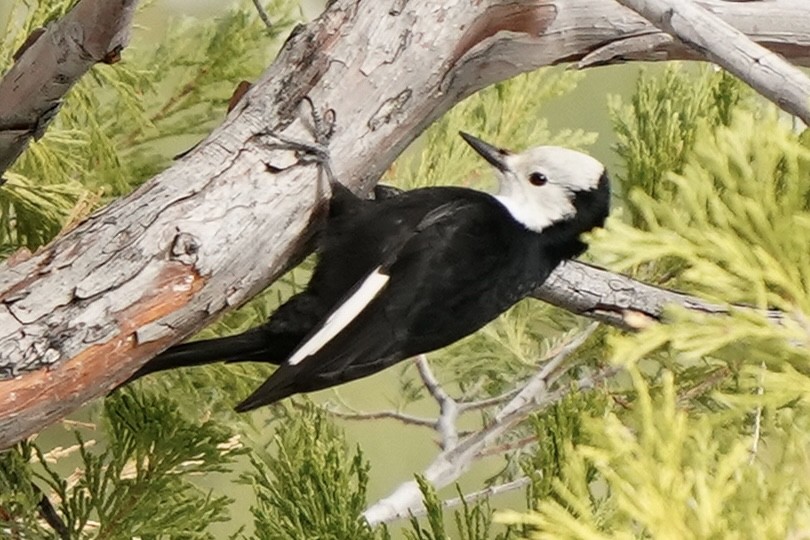 White-headed Woodpecker - Tom Cassaro