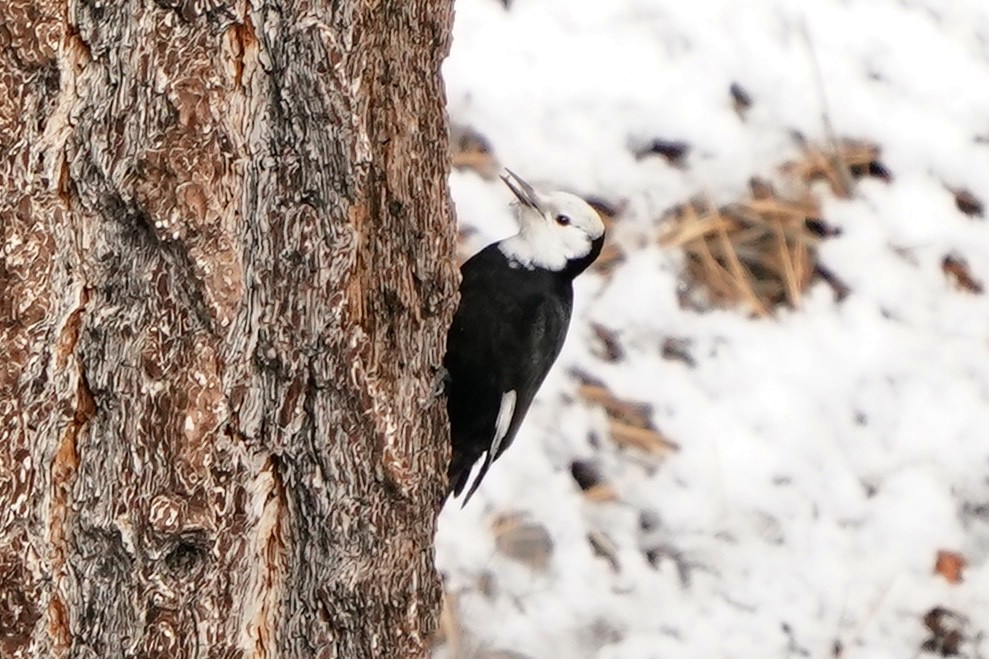 White-headed Woodpecker - ML612908514