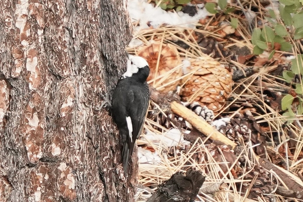 White-headed Woodpecker - ML612908515