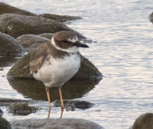 Semipalmated Plover - ML612908730