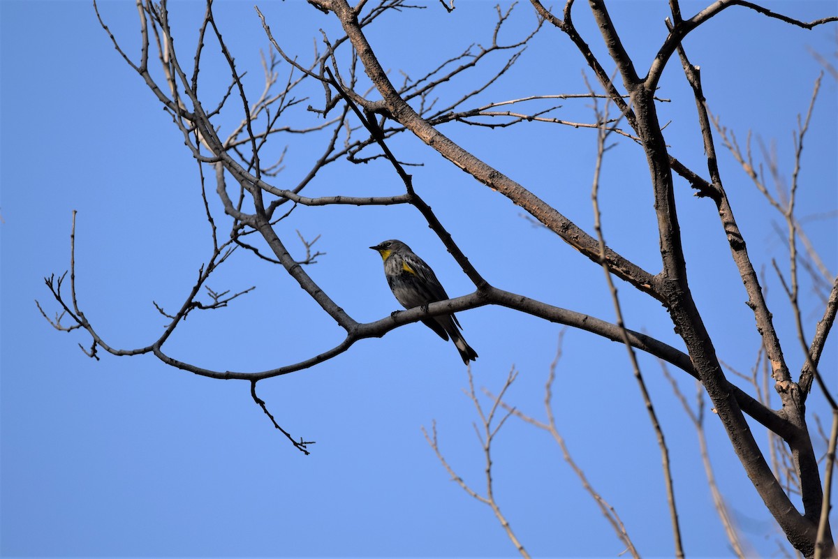 Yellow-rumped Warbler (Audubon's) - ML612908871
