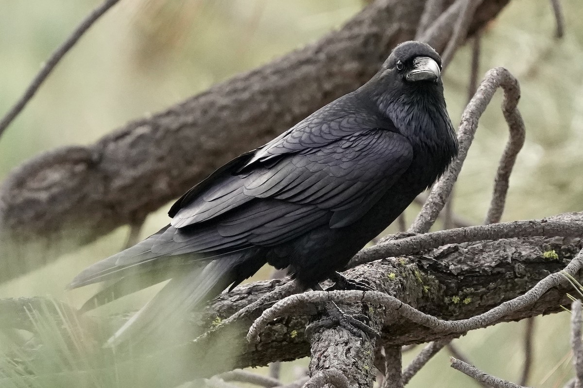 Common Raven - ML612908892