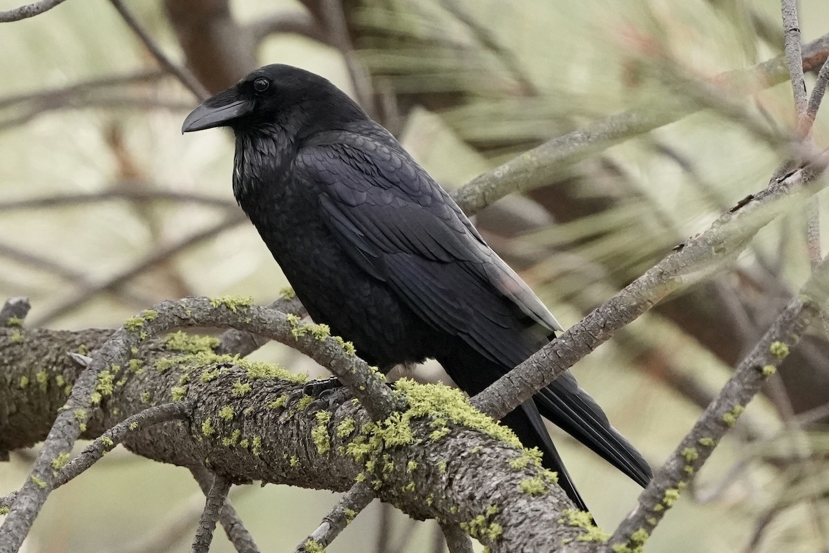 Common Raven - ML612908893