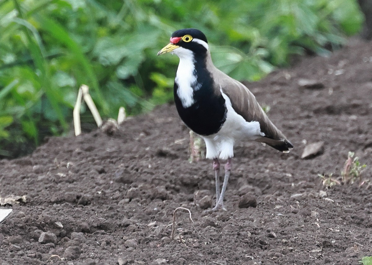 Banded Lapwing - ML612909058