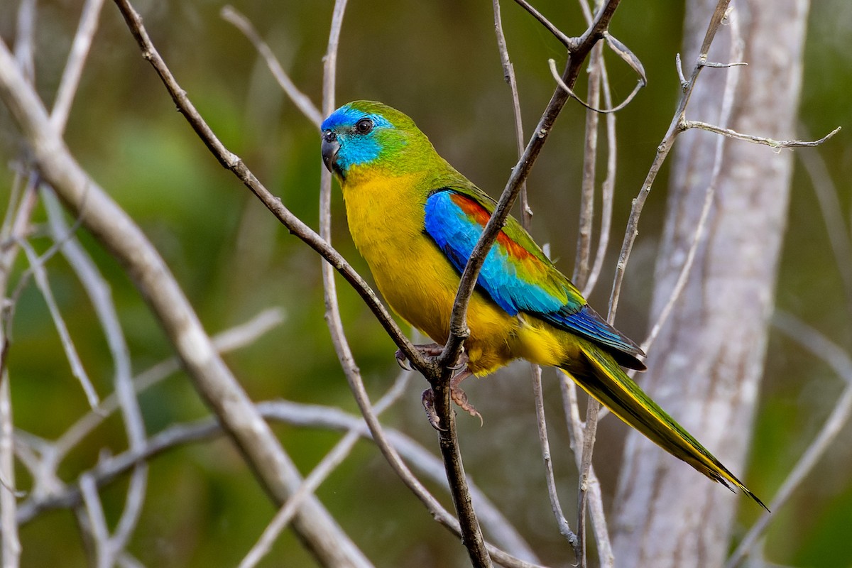 Turquoise Parrot - ML612909111