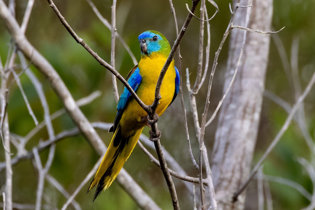 Turquoise Parrot - ML612909112
