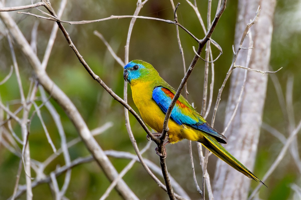 Turquoise Parrot - ML612909114