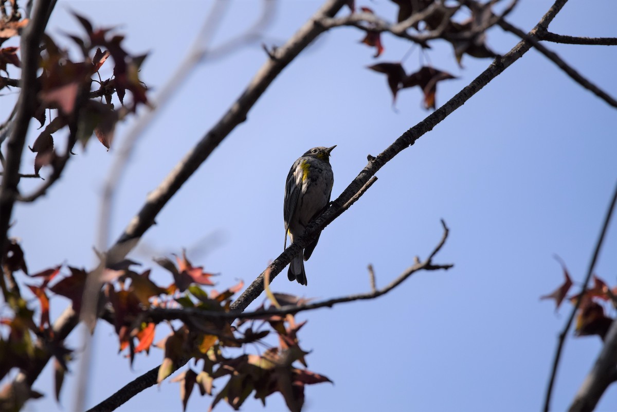 Yellow-rumped Warbler (Audubon's) - ML612909217
