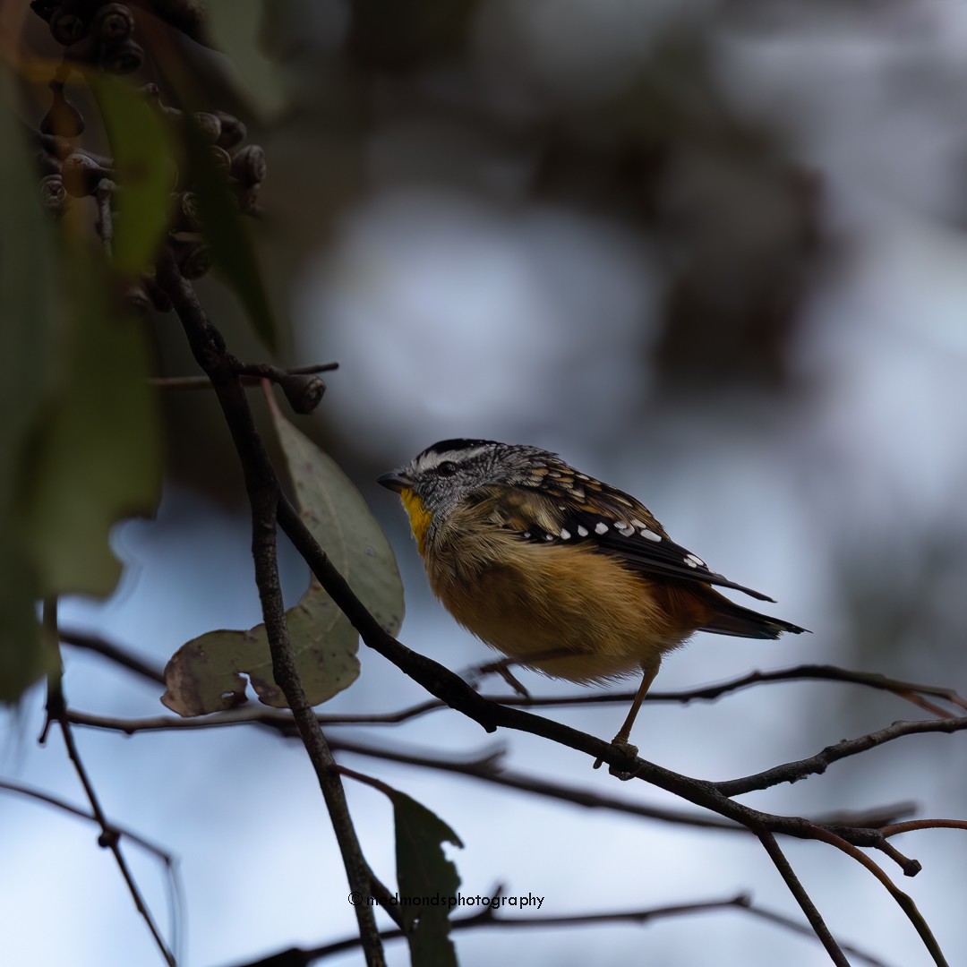Spotted Pardalote - ML612909376