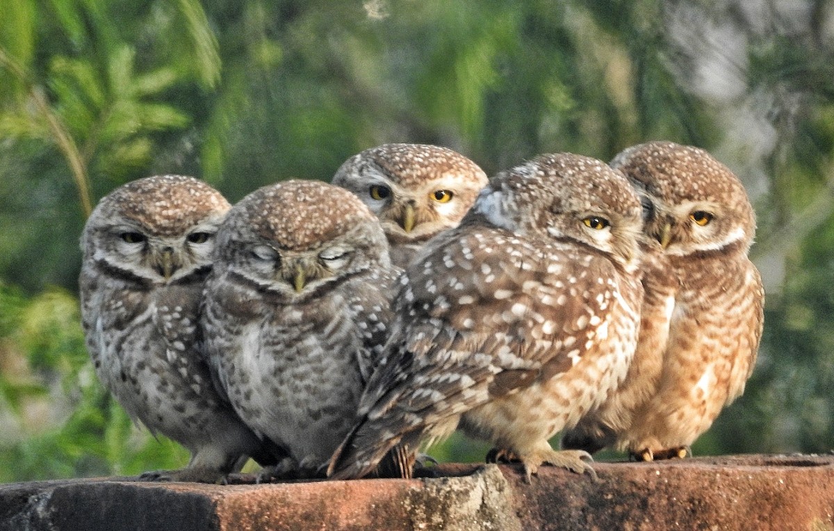 Spotted Owlet - ML612909695