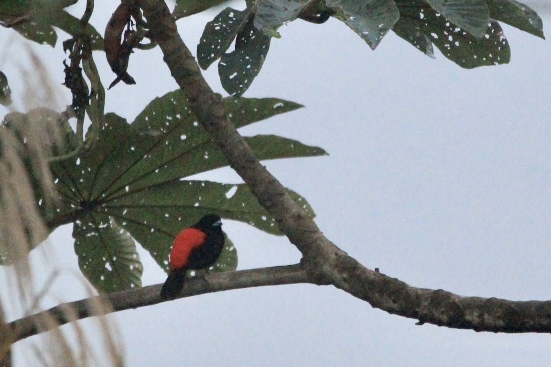 Scarlet-rumped Tanager - ML612909897